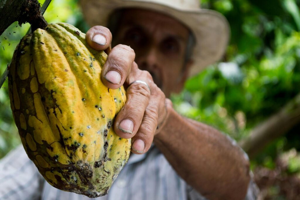 Chocolate giant Barry Callebaut’s sales drop as cocoa prices soar
