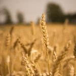 Bangladesh approves wheat purchase from the US to ease trade tensions