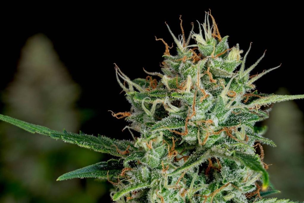 Cannabis Market Trends: H1 2026 Review and Forecast